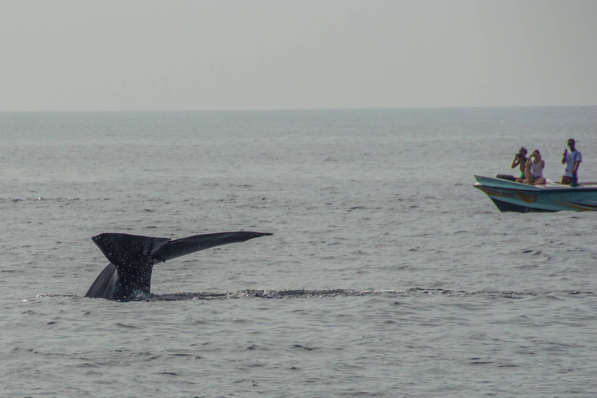 Mirissa surfing beach paradise Sri Lanka