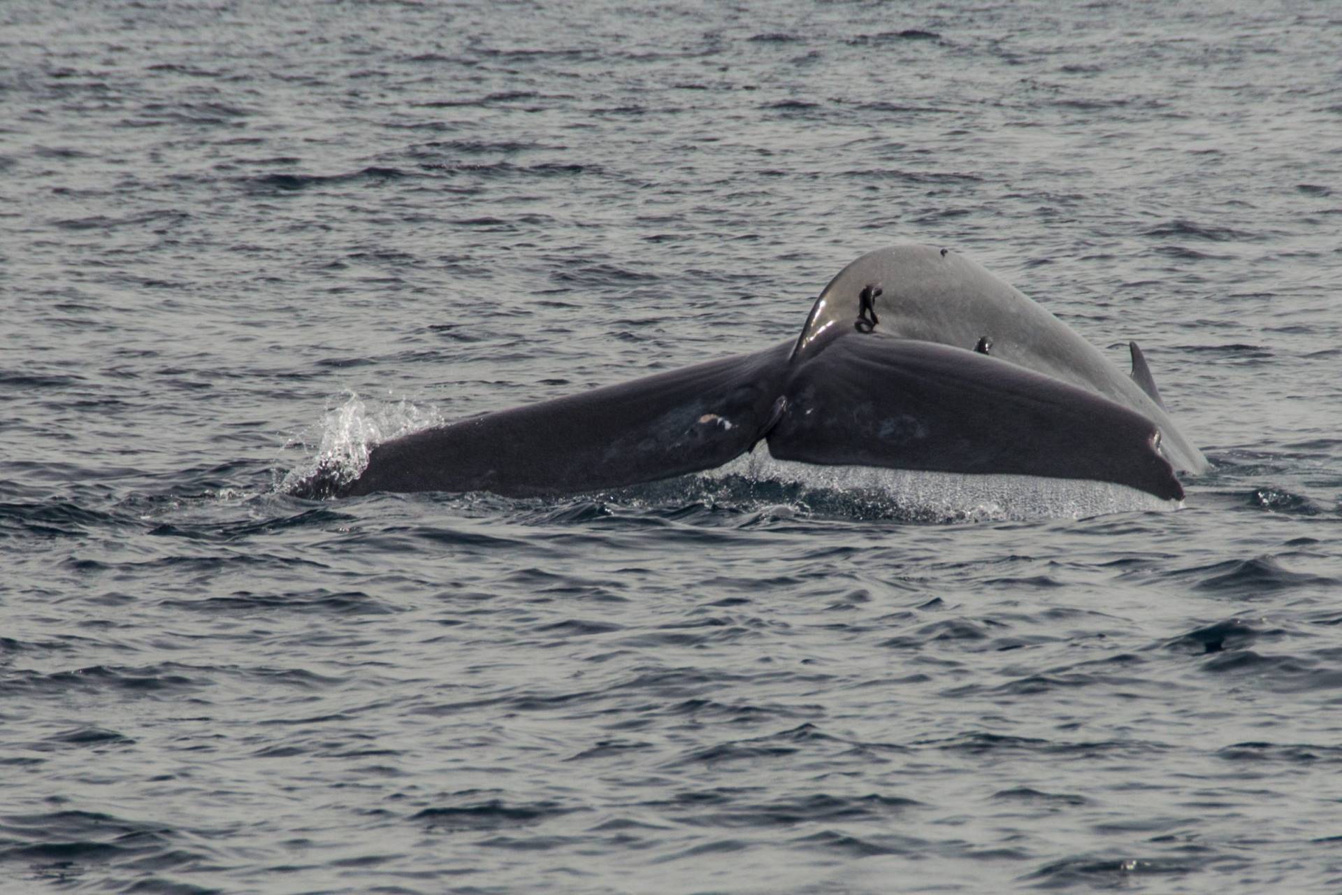 Mirissa beach whale watching Sri Lanka south tour