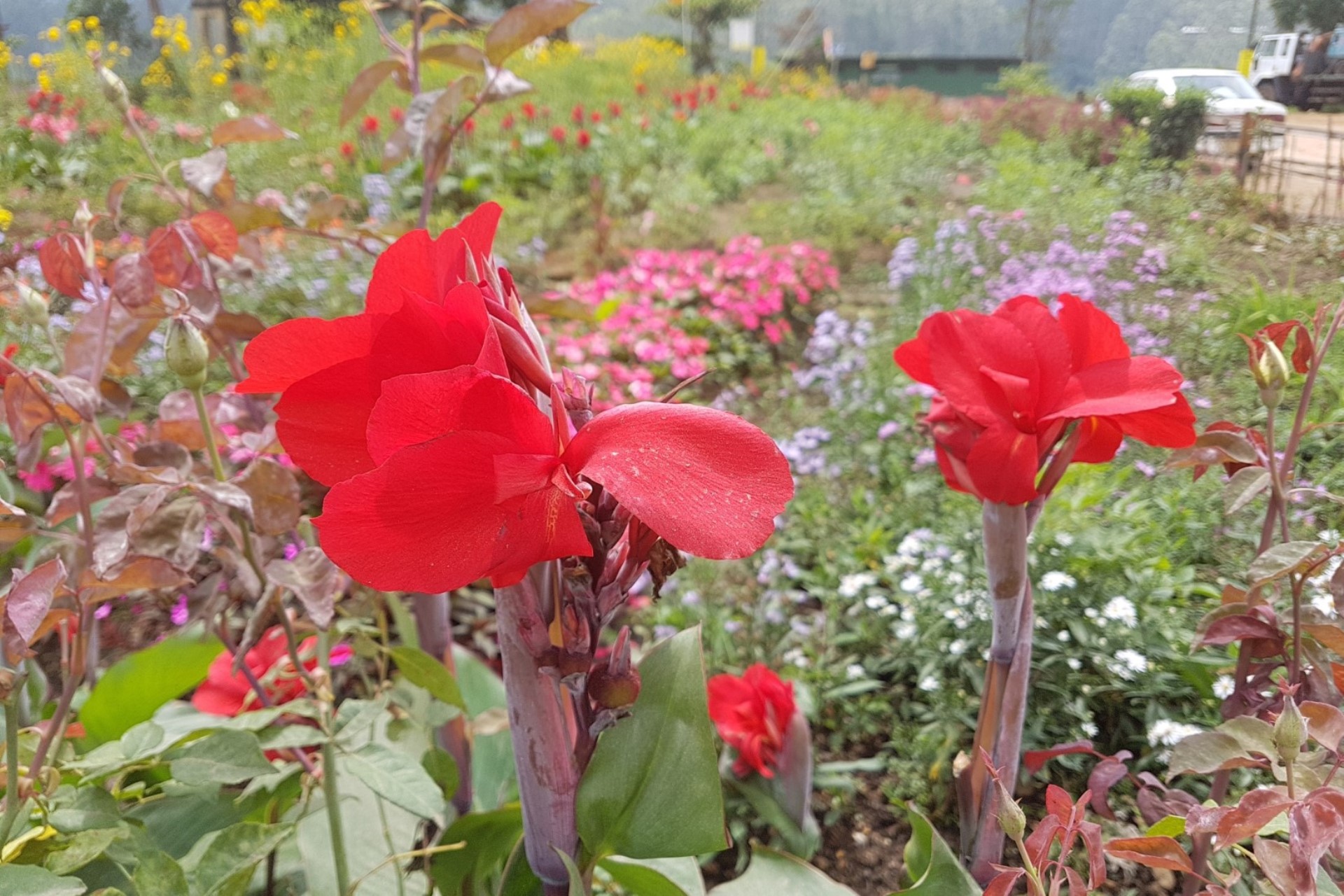 Nuwara Eliya colonial architecture tea estates misty mountains