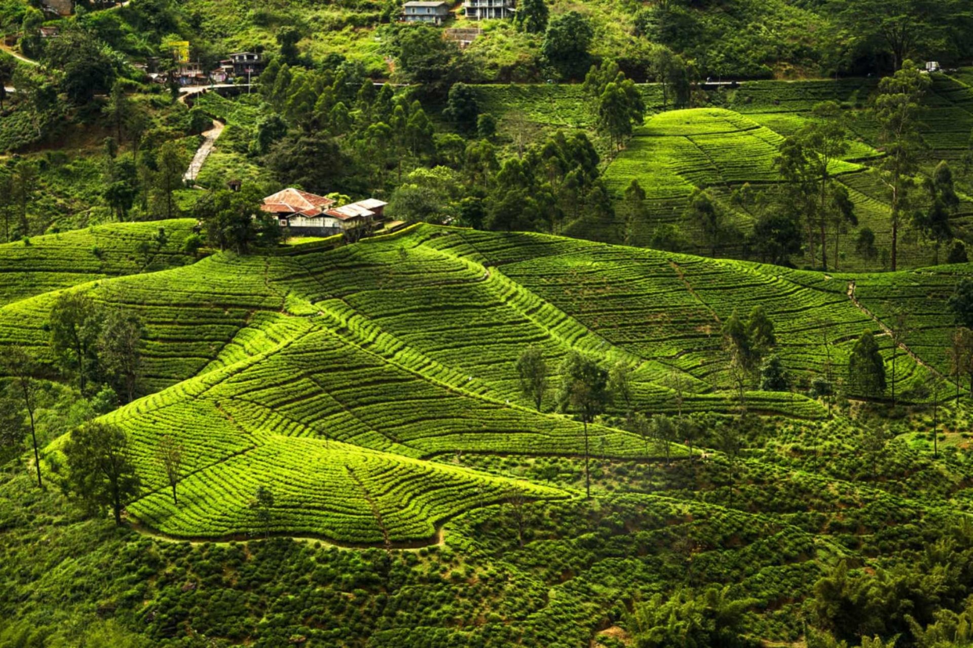 Nuwara Eliya cool climate highlands Sri Lanka tour