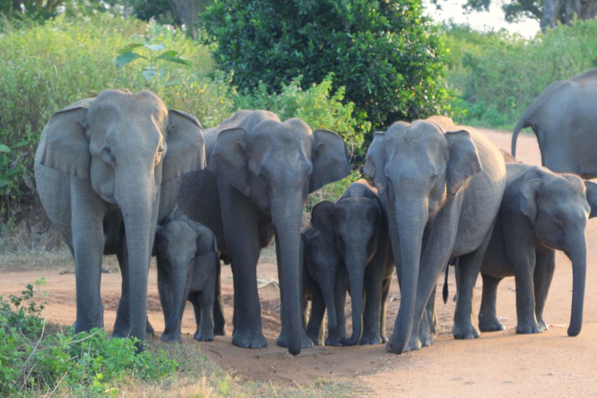 Udawalawe safari jeep tour elephant herds nature reserve