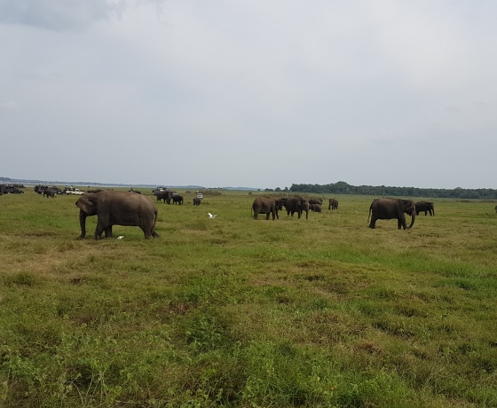 Habarana Sri Lanka wildlife safari base