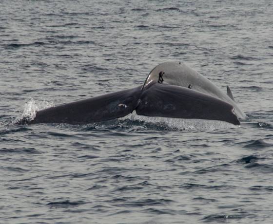 Mirissa beach Sri Lanka whale watching paradise
