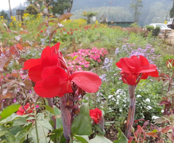 Nuwara Eliya Gregory Lake Sri Lanka