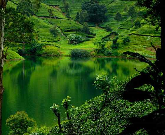 Nuwara Eliya Sri Lanka tea plantations hill station