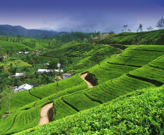 Nuwara Eliya tea factory tours Sri Lanka