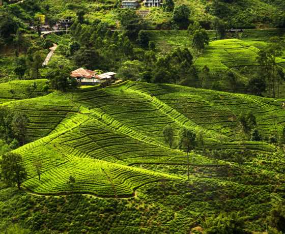 Nuwara Eliya cool climate Sri Lanka highlands