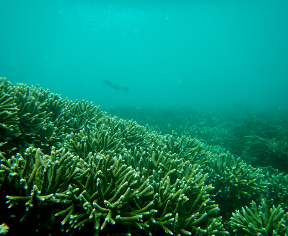 Trincomalee whale watching Sri Lanka blue whales