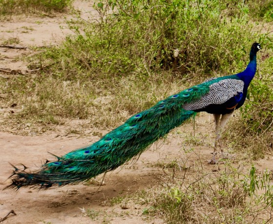 Udawalawe safari tours Sri Lanka wildlife