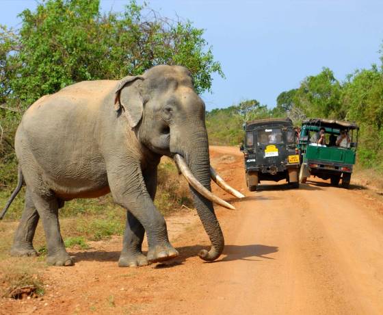 Udawalawe National Park Sri Lanka elephant sanctuary