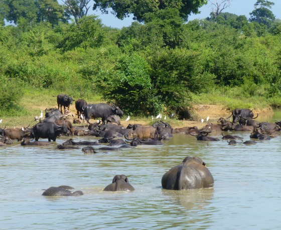 Udawalawe reservoir Sri Lanka bird watching