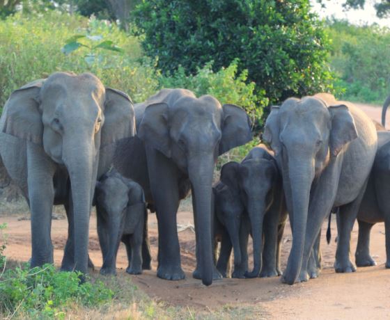 Udawalawe elephant orphanage Sri Lanka baby elephants