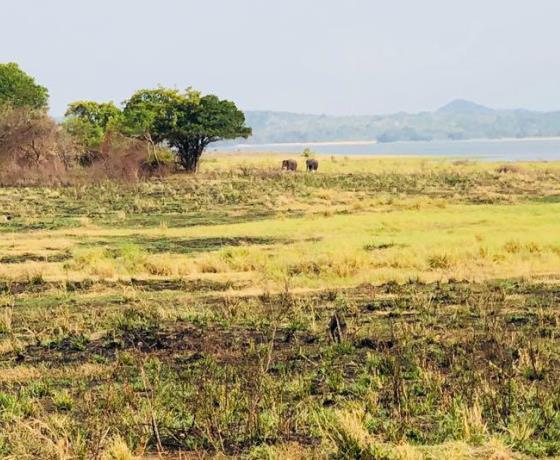 Safari jeep tours Sri Lanka national parks