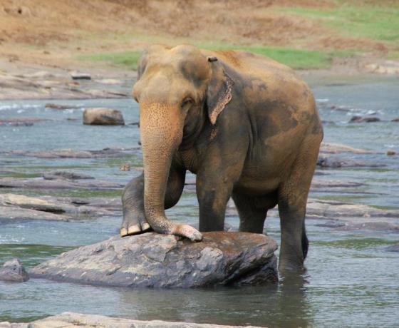 Safari Sri Lanka wildlife elephants leopards