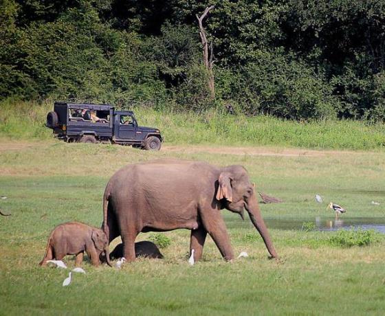 Safari photography Sri Lanka wild animals