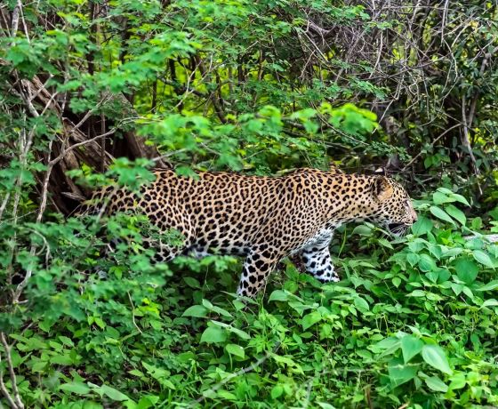 Yala sloth bear Sri Lanka rare wildlife