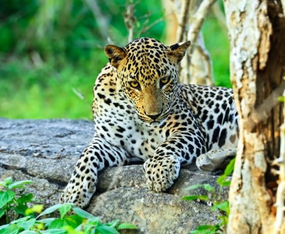 Yala elephants Sri Lanka natural habitat