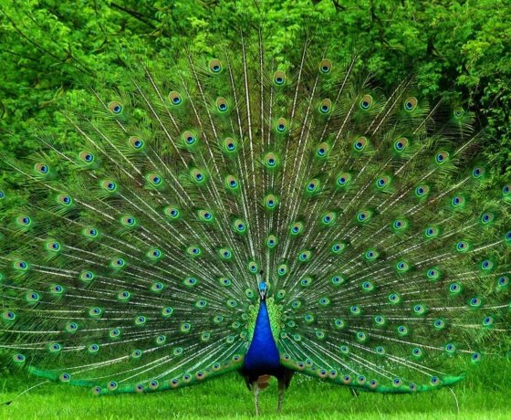 Yala bird sanctuary Sri Lanka diverse species