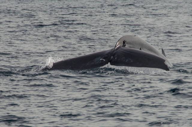 Mirissa beach whale watching Sri Lanka south tour