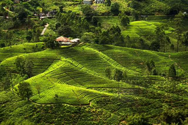 Nuwara Eliya tea plantations hill country Sri Lanka