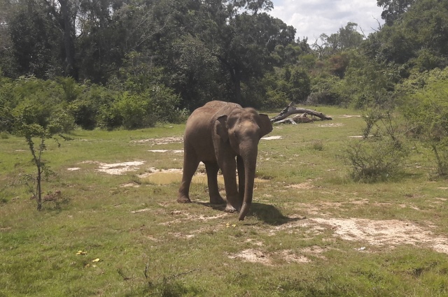 Yala National Park wildlife safari leopard elephant sanctuary